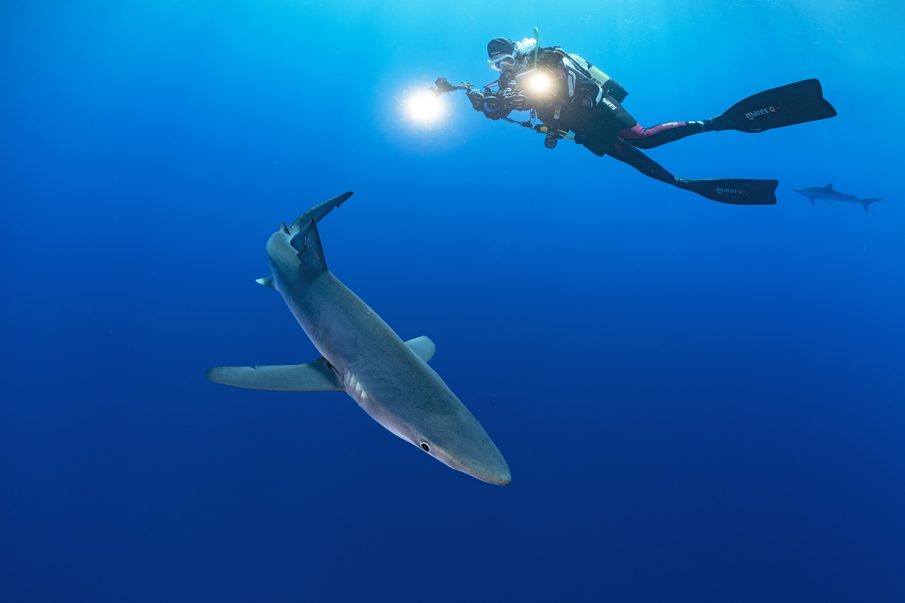 Gerald Nowak, Gerald Nowak fotoğrafları, mavi köpekbalıkları nasıl görüntülenir